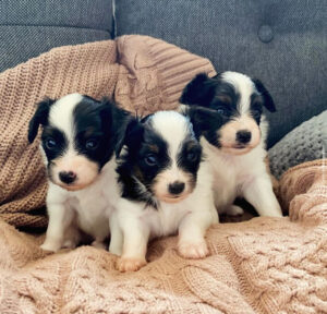 papillon dog for sale