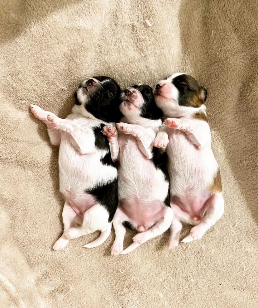 Papillon Puppy for Sale